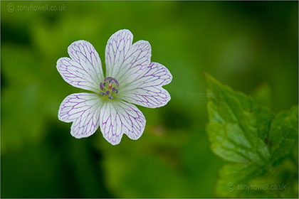 Geraniums