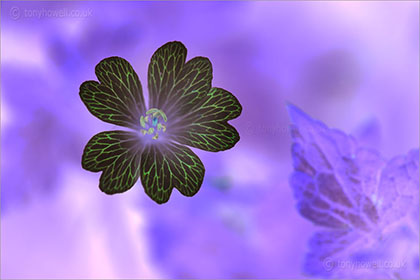 Geranium, altered