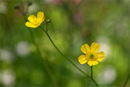 Buttercup, Rananculus