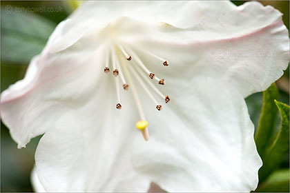 Rhododendron, white