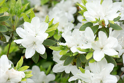 Rhododendron x praecox