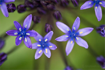 Scilla peruviana 'Caribbean Jewels'