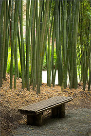Bench, Bamboo