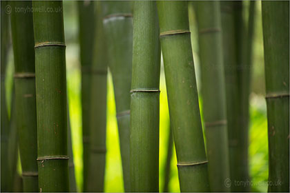 Moso Bamboo, Phyllostachys edulis