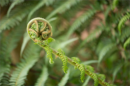 Fern