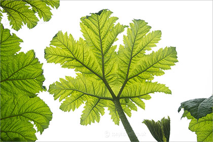 Gunnera manicata on white