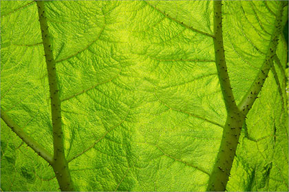 Gunnera manicata, close up