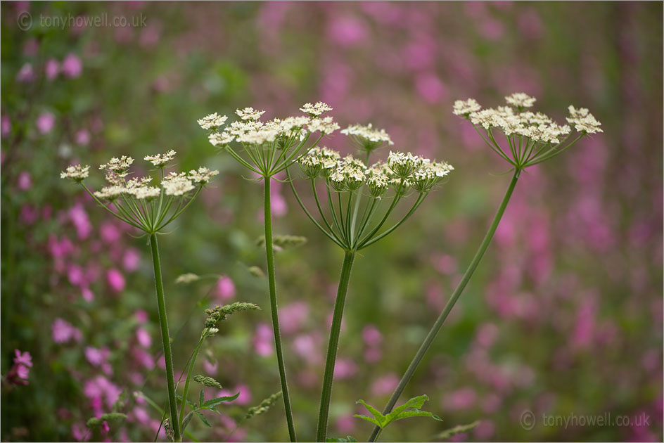 Hogweed, Heracleum sphondylium