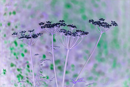 Hogweed, Heracleum sphondylium