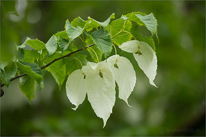 Handkerchief Tree, Davidia involucrata