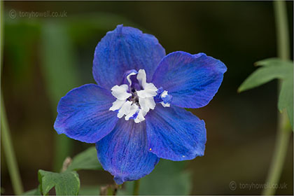 Delphinium