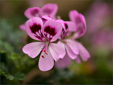 Pelargonium Royal Oak