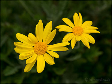 Euryops pectinatus