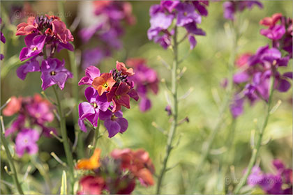 Erysimum variegatum