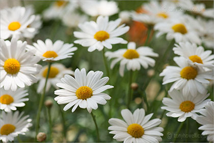 Margeurites, Daisies