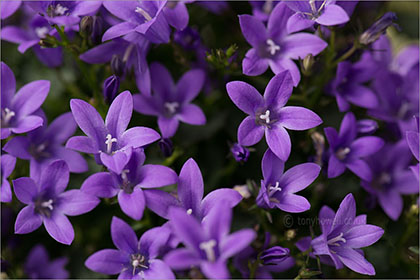 Campanula 'Blue'