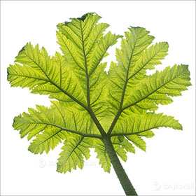 Gunnera manicata on white