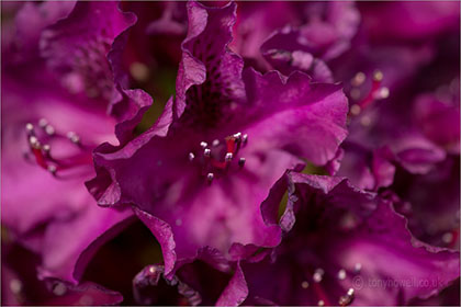 Rhododendron Edith Bosley