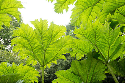 Gunnera manicata