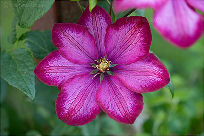 Clematis 'Ville de Lyon'