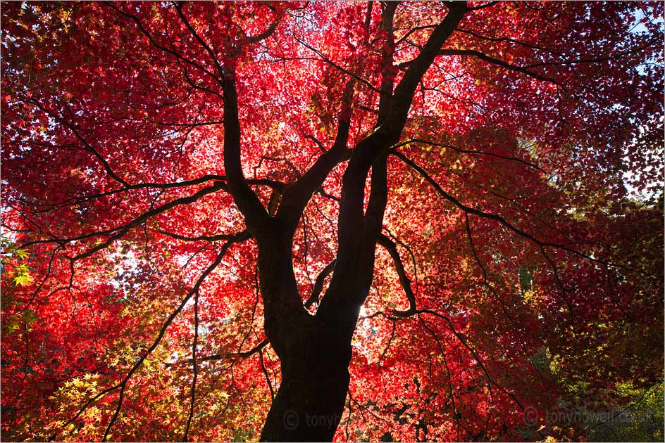 Acer palmatum Tree, Autumn