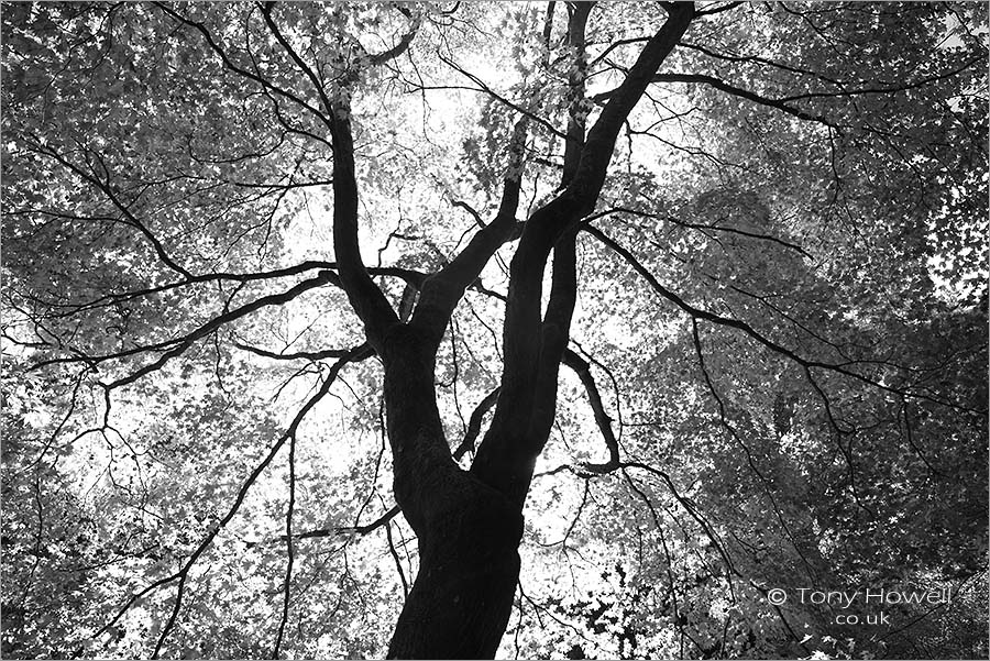 Acer palmatum Tree, Autumn