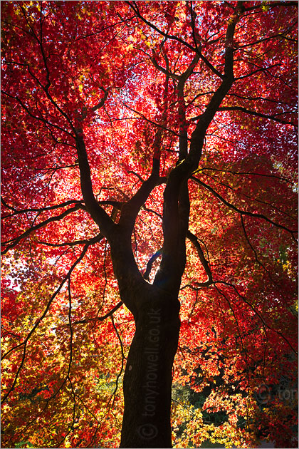 Acer palmatum Tree, Autumn