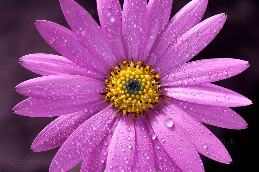 African Daisy, Osteospermum