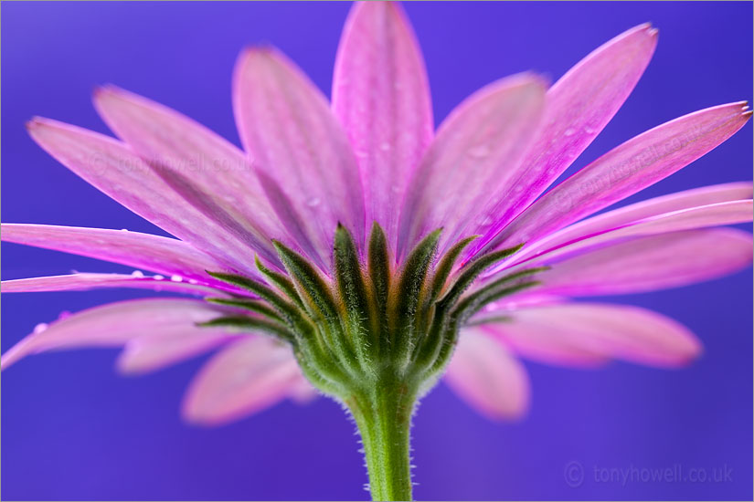 African Daisy, Osteospermum