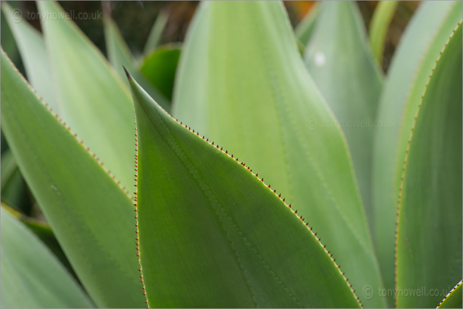 Agave