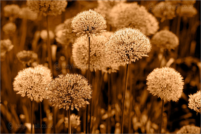 Allium (Sepia Toned)