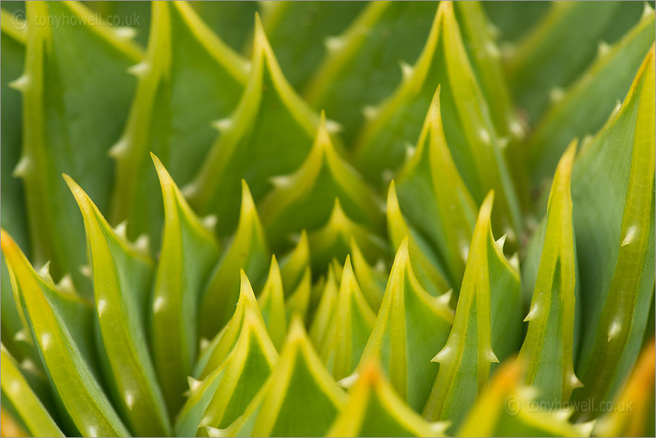 Aloe polyphylla