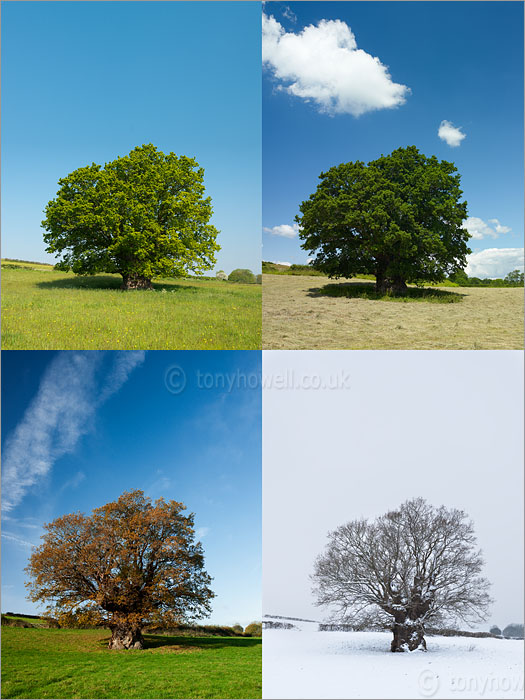 Ancient Oak Tree Four Seasons