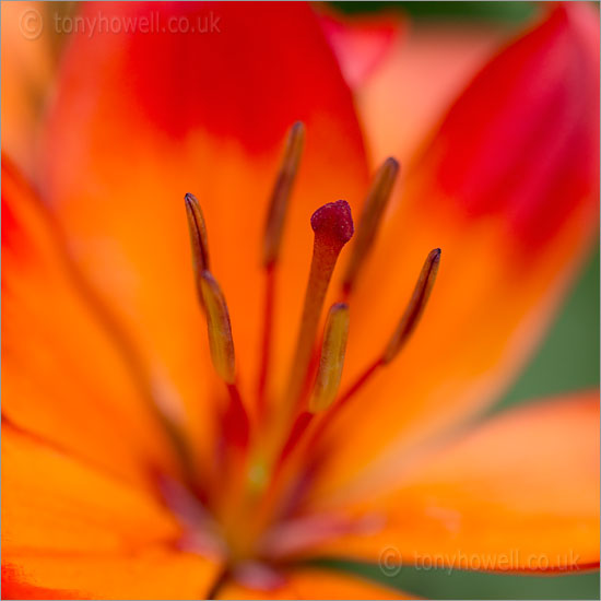 Asiatic Lily 