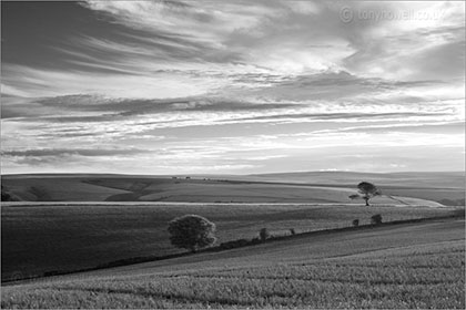 Tree near Culbone Hill