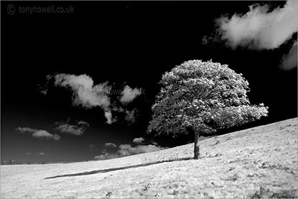 Sycamore Tree