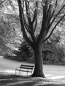 Bench, Beech Tree