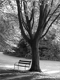 Bench