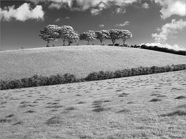 Beech Trees, Exmoor