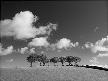 Beech Trees, Exmoor