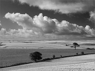 Tree, Exmoor