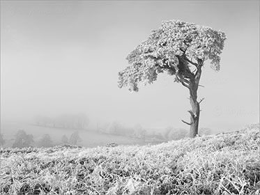Tree, Frost
