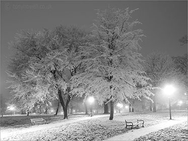 Trees, Snow