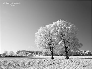 Trees, Frost