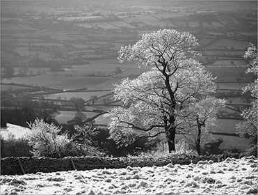 Tree, Frost