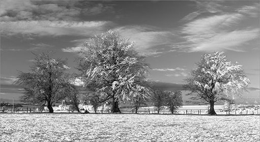 Trees, Snow