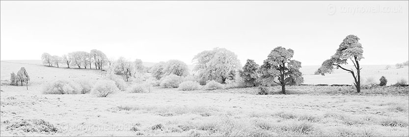 Trees, Frost and Snow, Mendip Hills, Somerset, England