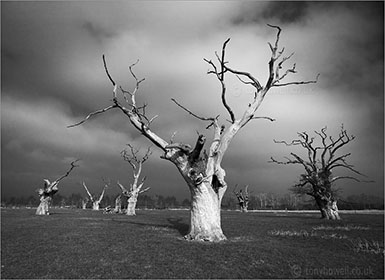 Twisted Oak Trees