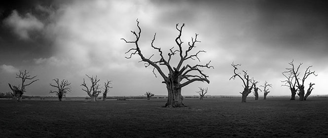 Twisted Oak Trees