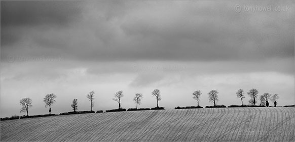 Beech, Winter